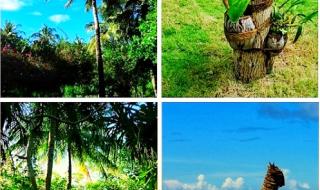 上海太阳岛度假村 上海太阳岛度假村