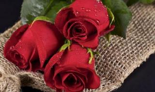 缘定三生电视剧 缘定三生电视剧