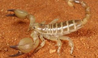 以色列金蝎 以色列金蝎