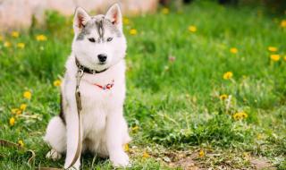 驯养母狗记 驯养母狗记