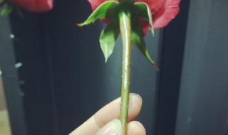 伤了爱情的玫瑰 伤了爱情的玫瑰