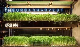 北京街头现2米高蘑菇