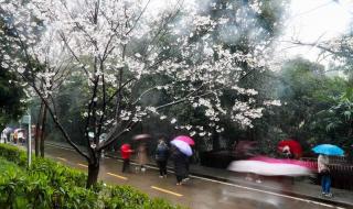 武汉大学樱花盛放 武汉大学樱花盛放