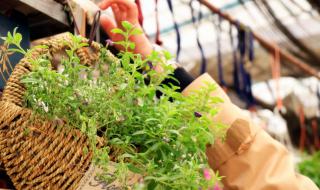 广场舞花篮的花儿香 广场舞花篮的花儿香